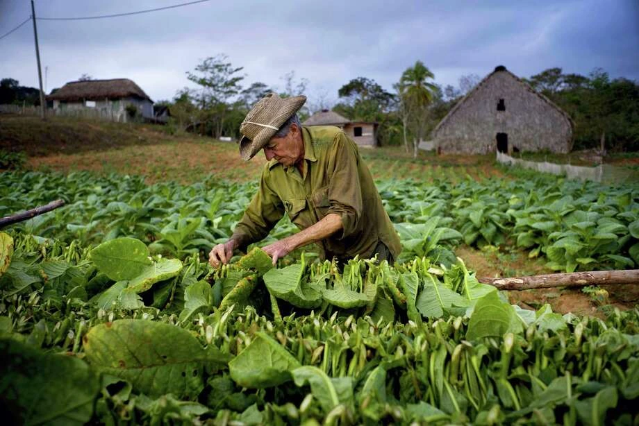 Cuba's Tobacco is Thriving Amid Challenges. (Photo Internet reproduction)