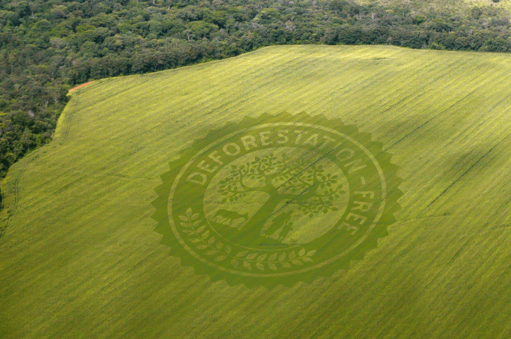Is the EU's Anti-Deforestation Law Fair? (Photo Internet reproduction)