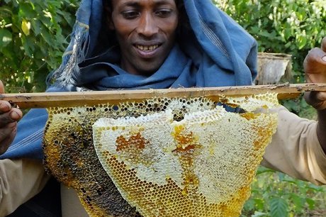 Ethiopia's Buzzing Beekeeping Sector Seeks Global Market. (Photo Internet reproduction)