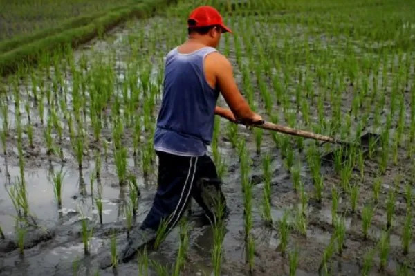Rice Prices Rise Worldwide and in Brazil. (Photo Internet reproduction)