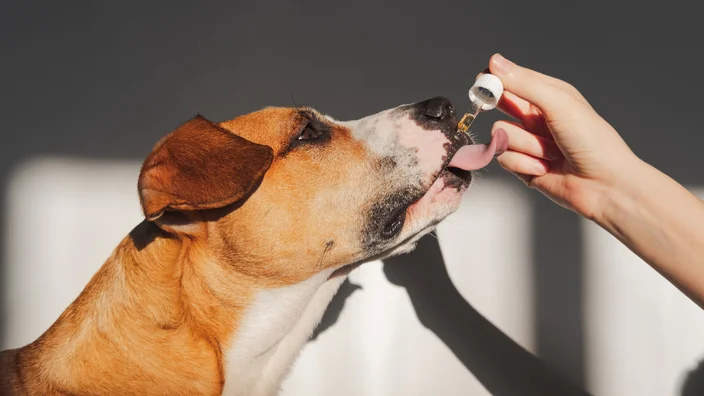 CBD oil for dogs