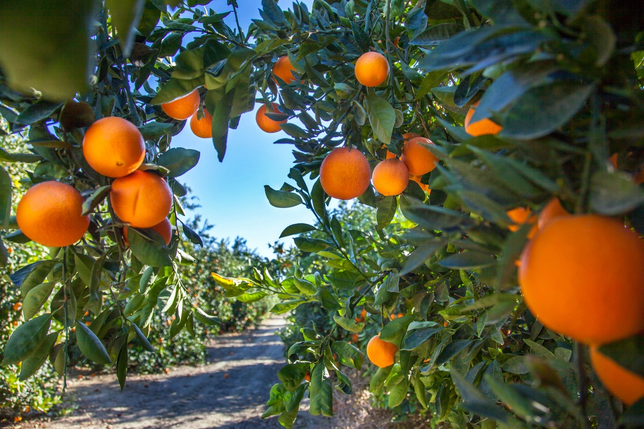 Oranges-tree (1)