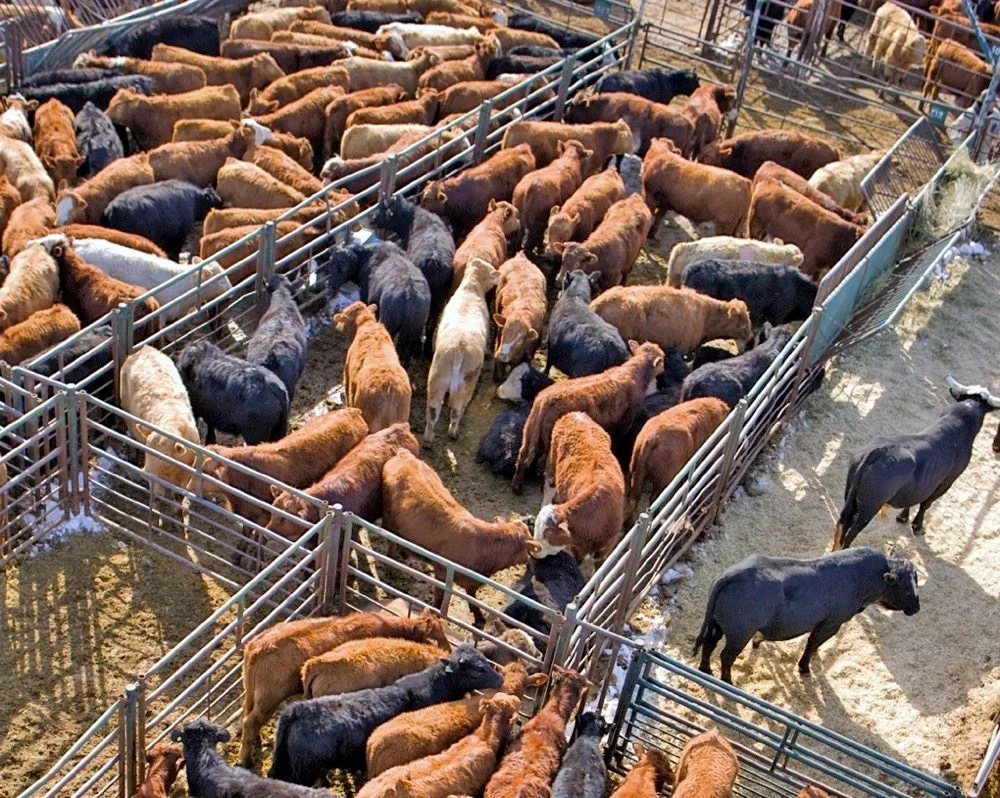 cattle usa