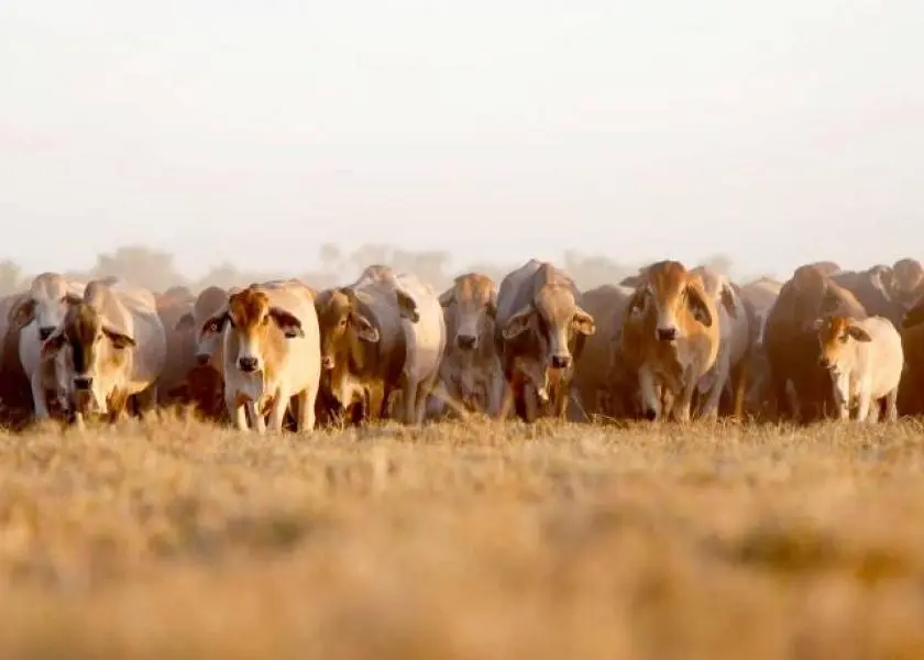 Brazil Sets New Records in Meat and Grain Output. (Photo Internet reproduction)