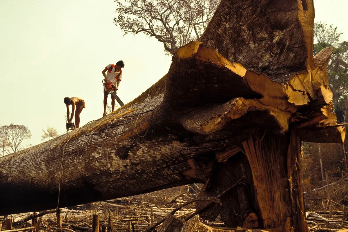 Minister Forecasts 50% Drop in Amazon Deforestation. (Photo Internet reproduction)