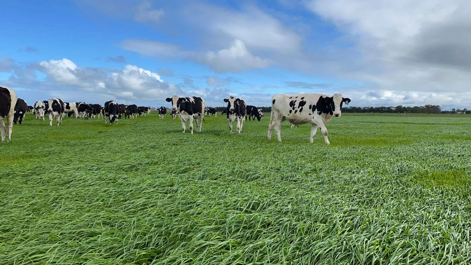 Saudi Fund Joins Brazil to double food production area. (Photo Internet reproduction)
