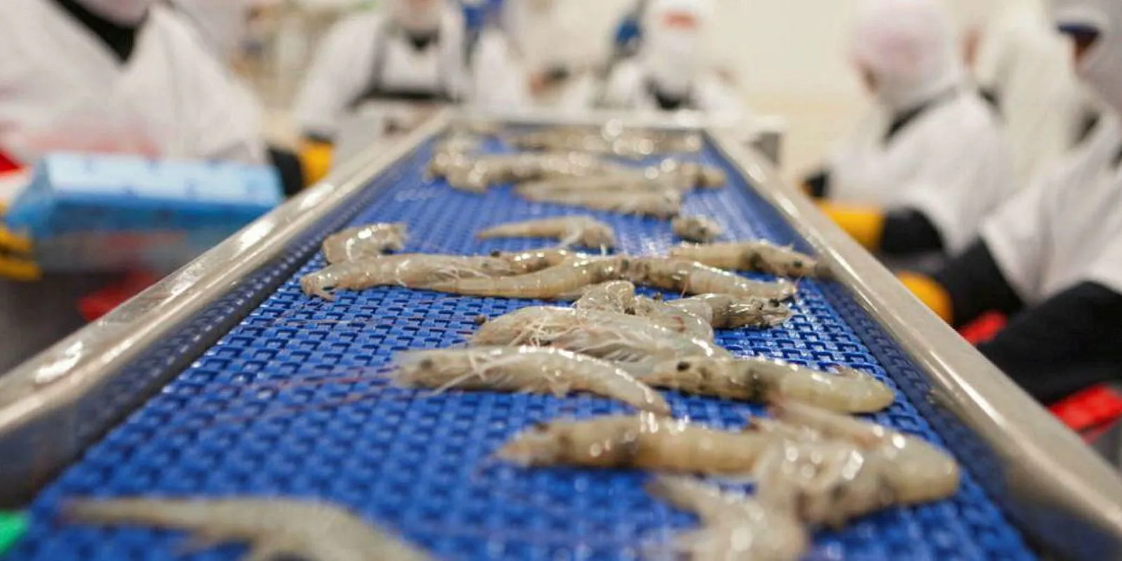 Ecuador's Shrimp Industry Grapples with Crime. (Photo Internet reproduction)