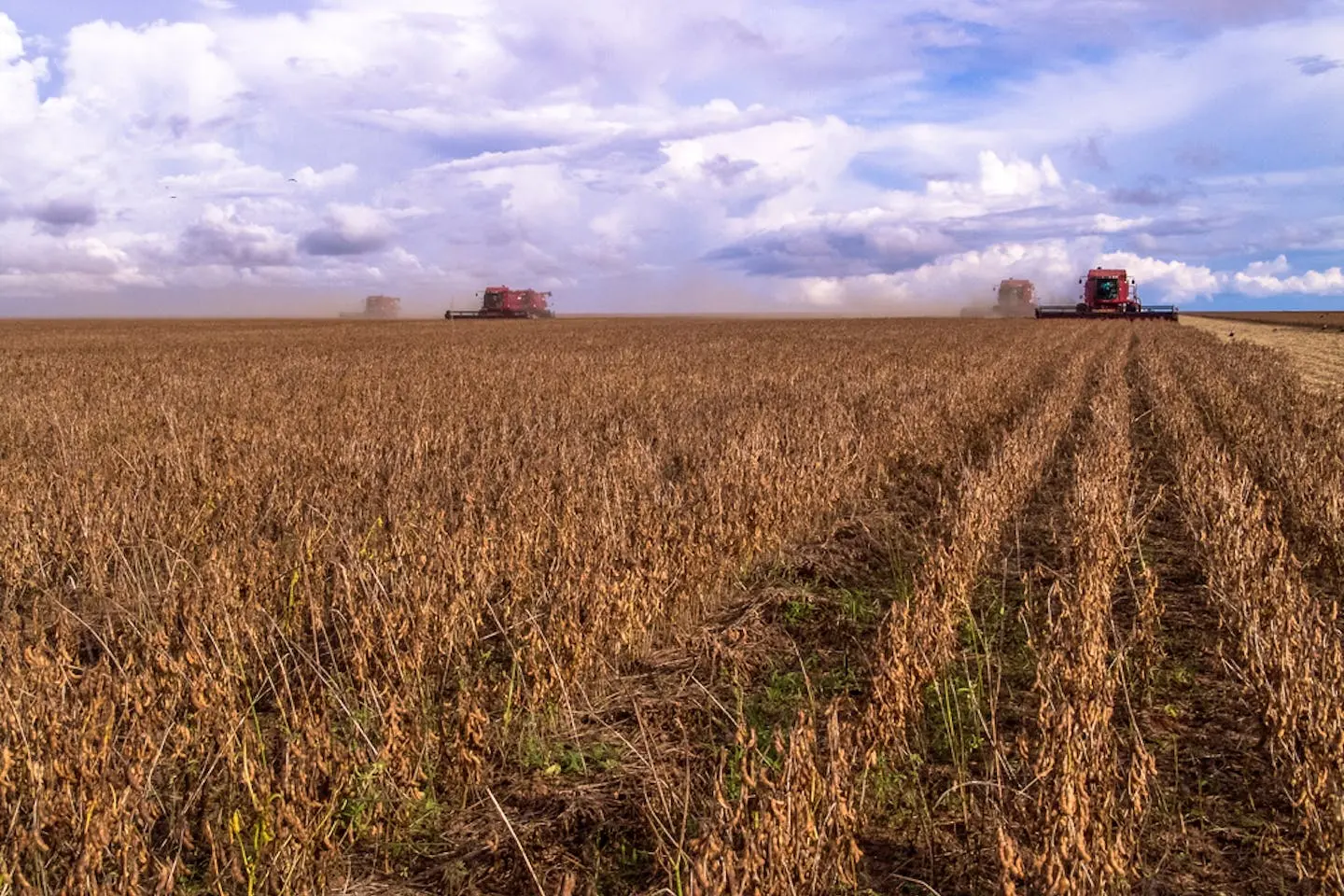 China's Growing Appetite for Brazilian Soybeans. (Photo Internet reproduction)