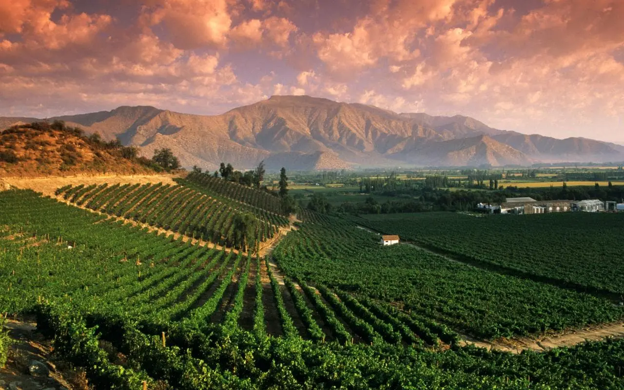 South American Vino Triumphs in Global Market. (Photo Internet reproduction)