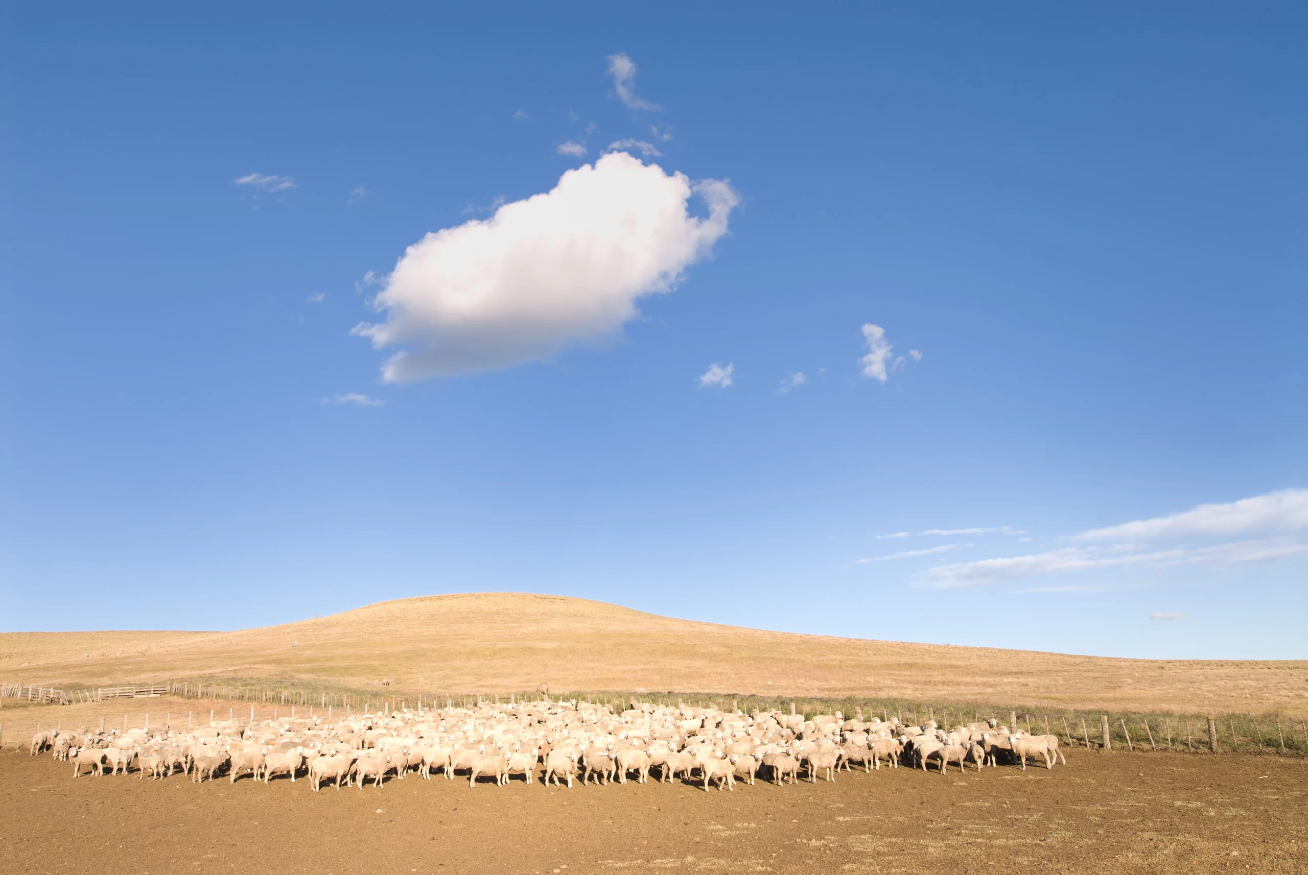 Argentina-agriculture-sheep