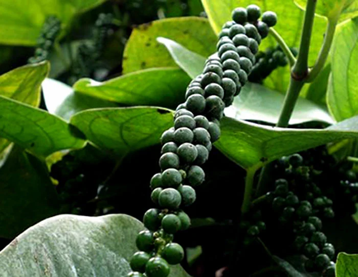 Brazil's Booming Black Pepper Trade. (Photo Internet reproduction)
