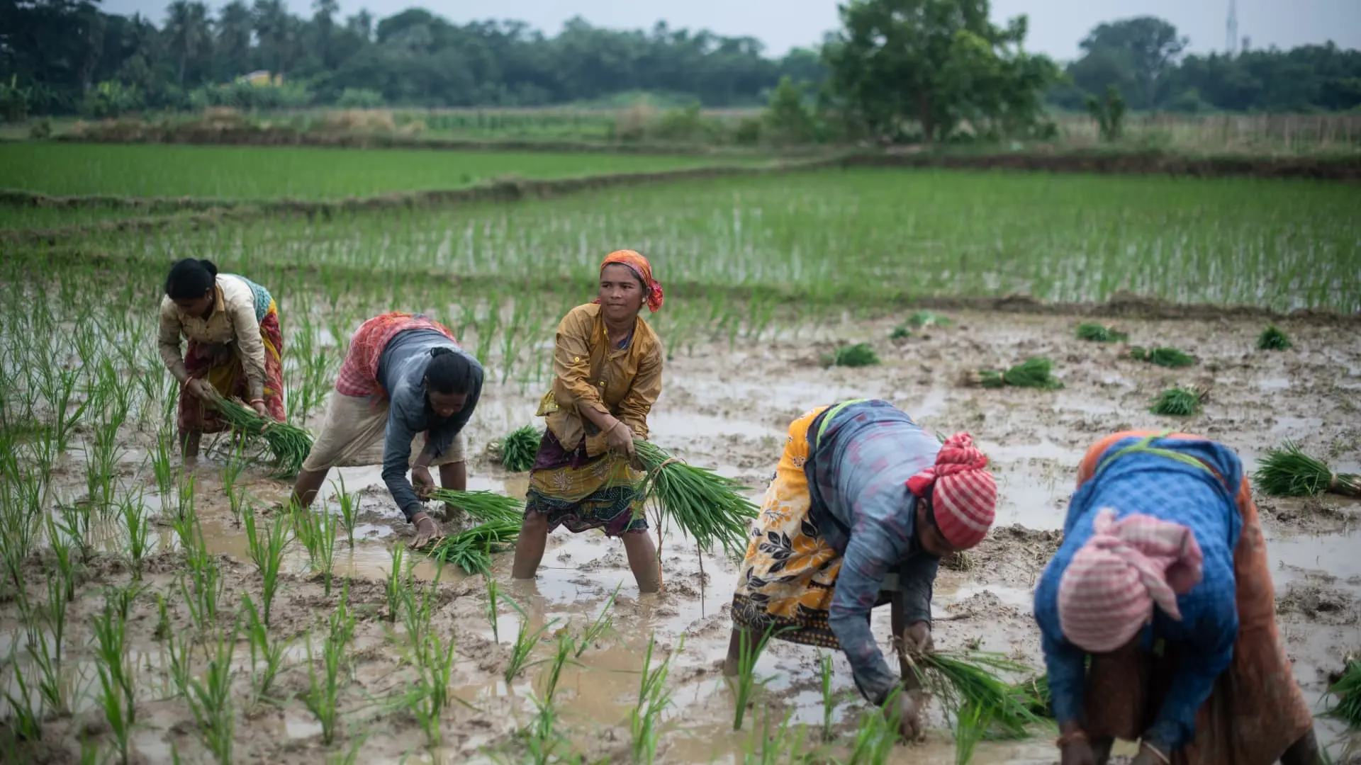 India rice