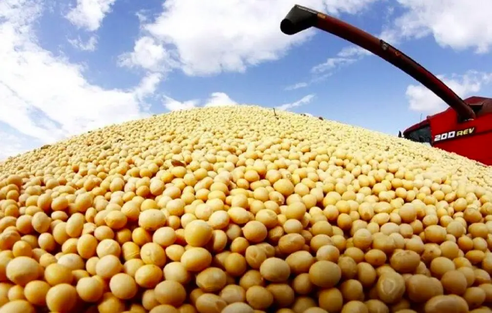 Brazil's 2024 Soybean Exports to Drop, Says Safras. (Photo Internet reproduction)