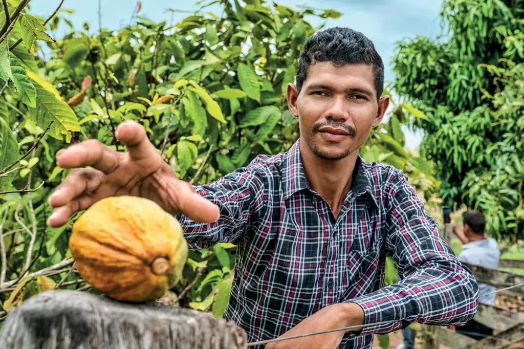 Amazon Farmers Embrace Cocoa to Combat Deforestation. (Photo Internet reproduction)