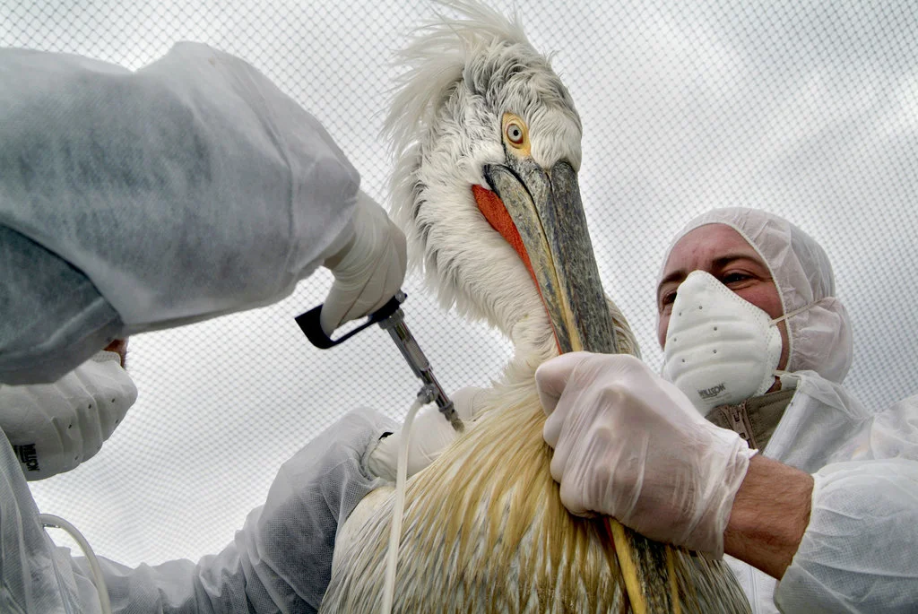 Brazil Prolongs Avian Flu Emergency. (Photo Internet reproduction)