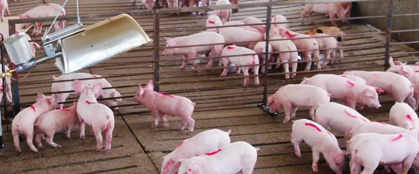 Brazil Holds Lowest Swine Production Cost Among 17 Countries. (Photo Internet reproduction)