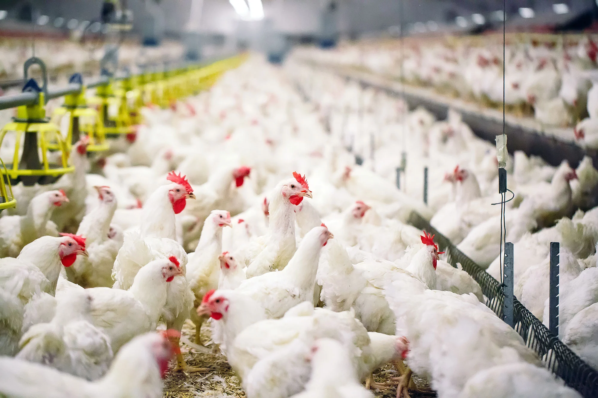 Brazil Sees Rise in Poultry and Pig Production Costs. (Photo Internet reproduction)v