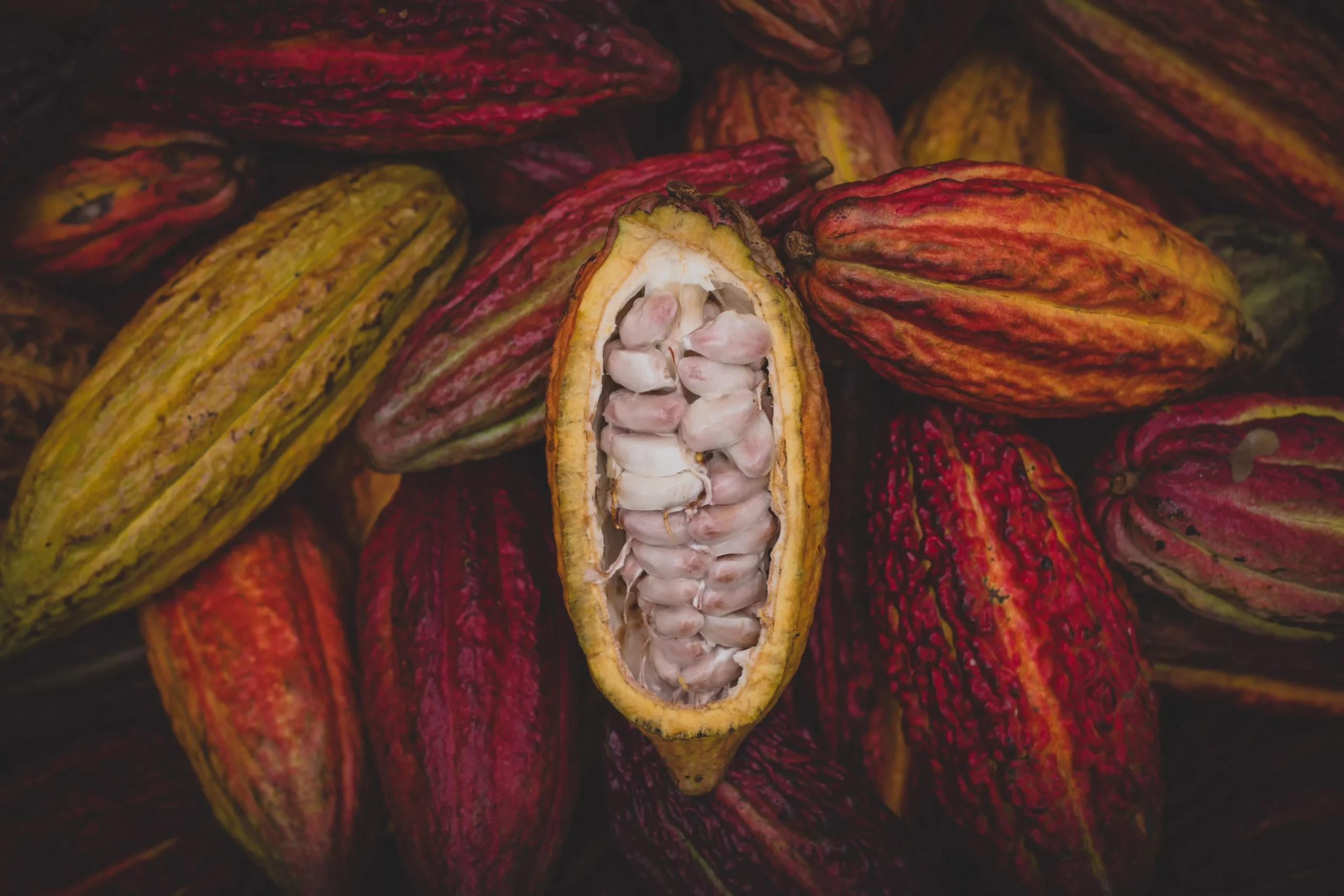 Unwrapping Latin America's Cocoa Potential. (Photo Internet reproduction)