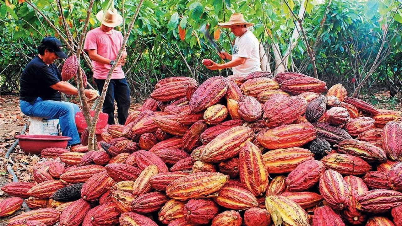 Brazil's Cocoa Comeback. (Photo Internet reproduction)