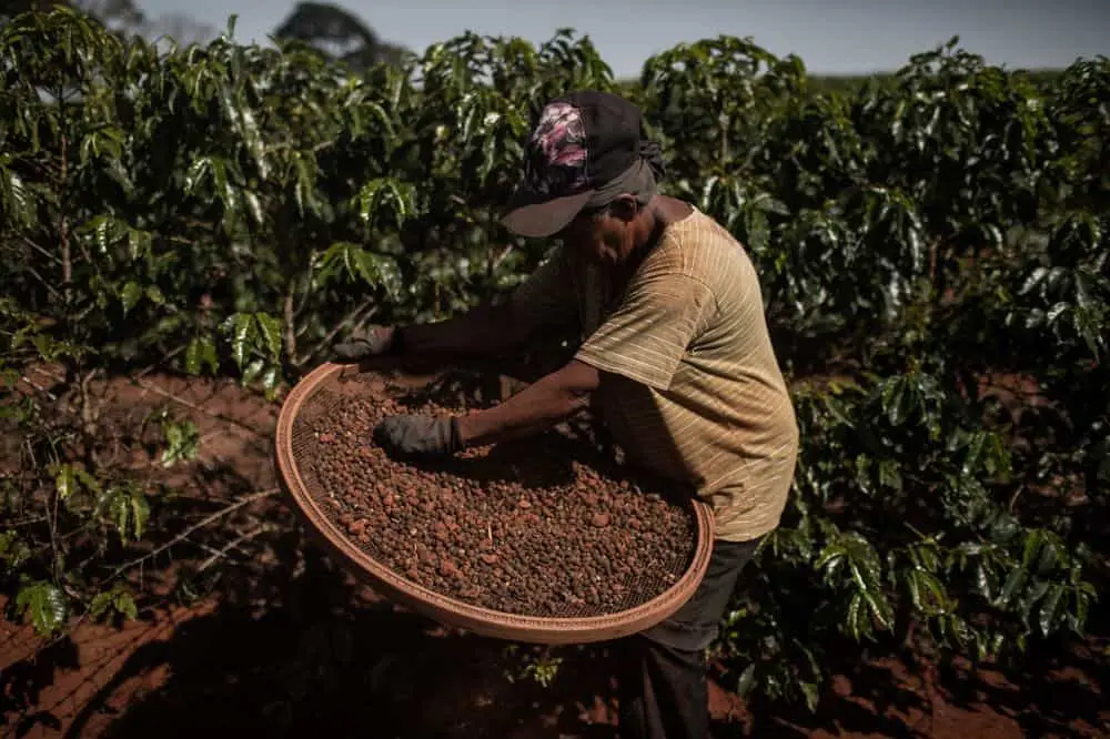 Brazil's Coffee Exports to China Soar in 2023. (Photo Internet reproduction)