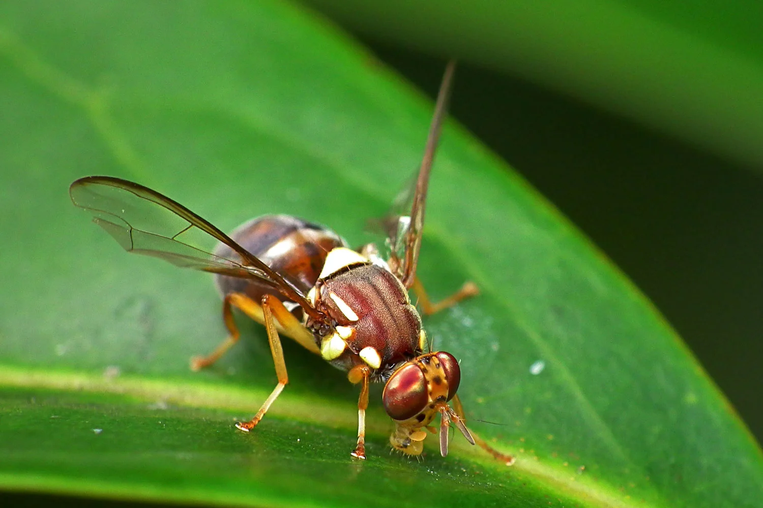 Fruit Fly Threat Triggers Health Alert in Northern Brazil. (Photo Internet reproduction)