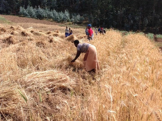 East Africa Adjusts Grain Trade Policies Amidst Global Shifts. (Photo Internet reproduction)