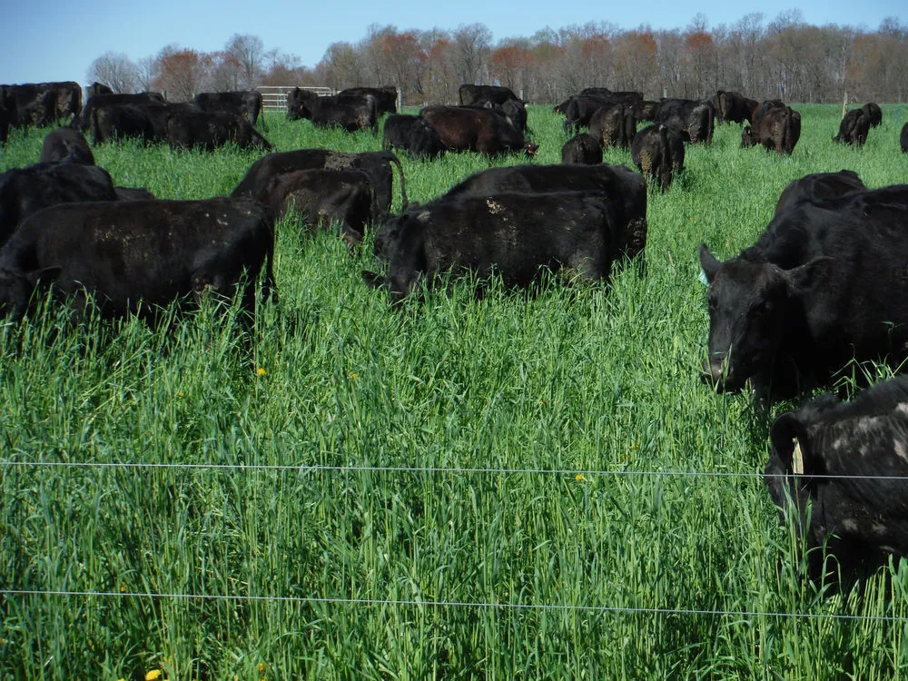 Brazil Unveils Major Pasture Restoration Project. (Photo Internet reproduction)