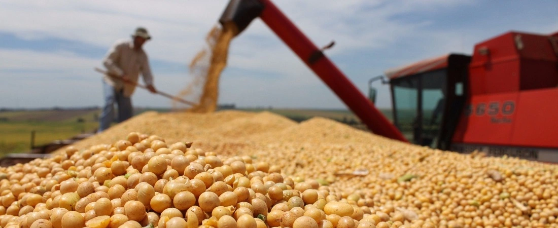 Significant Soybean Yield Reduction in Brazil's Paraná State. (Photo Internet reproduction)