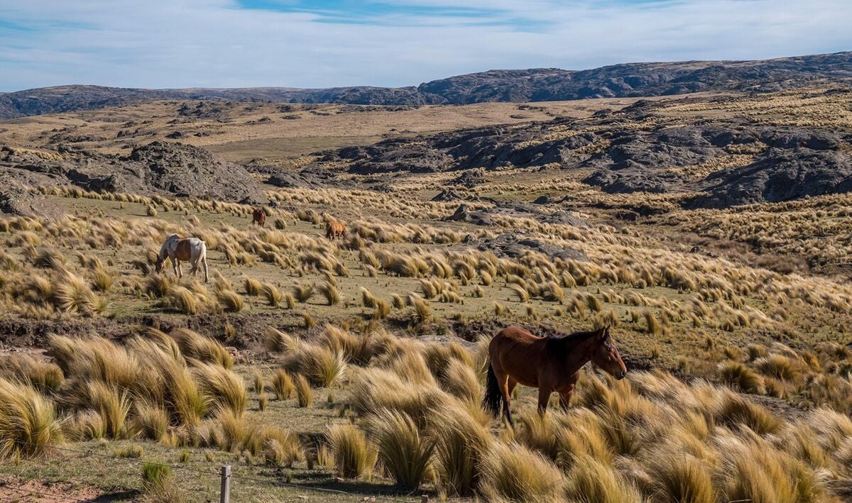 Horses grazing on Argentine rural grassland, land subject to Argentina foreign land ownership limits