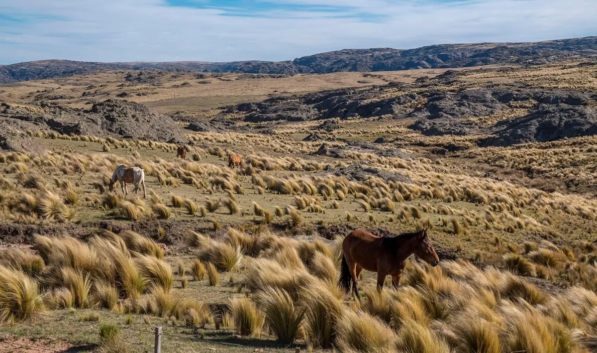 Transforming Landscapes of the South American Pampas. (Photo Internet reproduction)