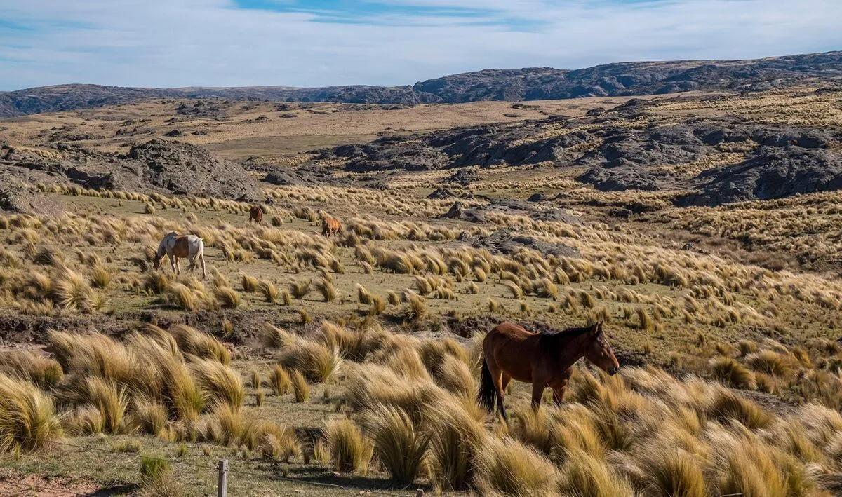 Pampas