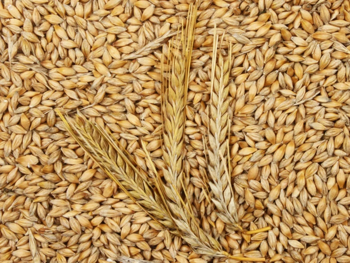 Barley Farming's Rise in Southern Brazil. (Photo Internet reproduction)