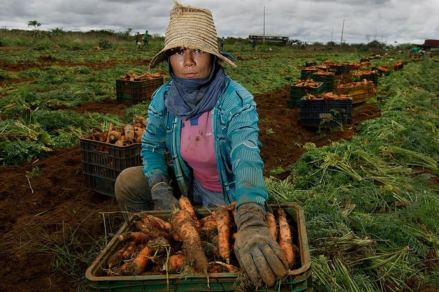 brazil-farming