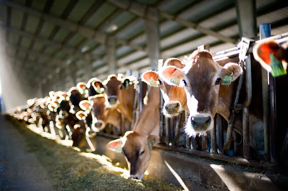  Brazil's Rise in Bovine Genetics. (Photo Internet reproduction)
