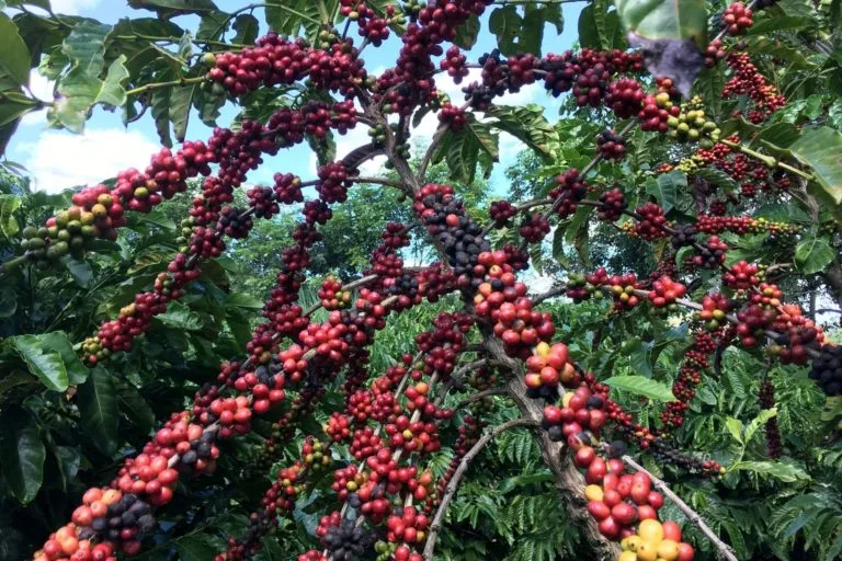 Brazil Boosts Coffee Exports. (Photo Internet reproduction)