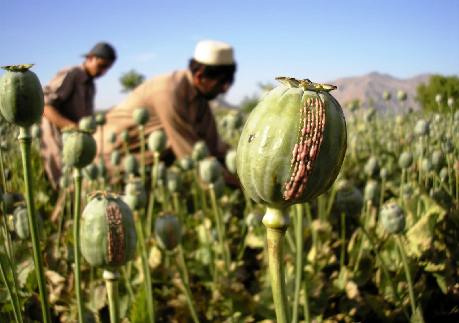 opium poppies