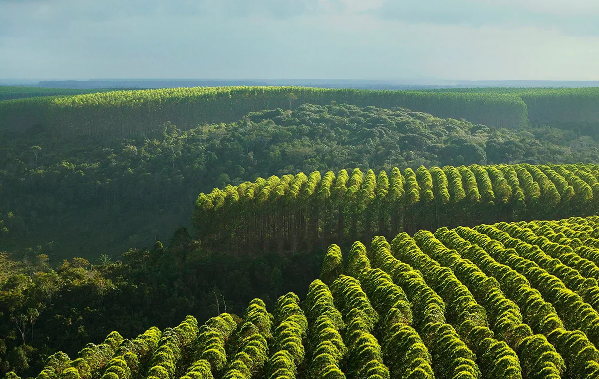 South America Leads in Tree Planting - Tree planation in Brazil. (Photo Internet reproduction)