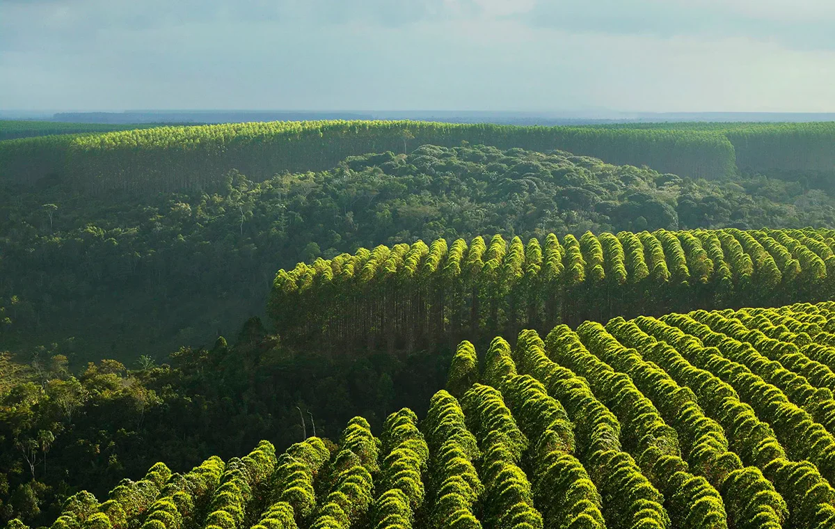 tree plantations