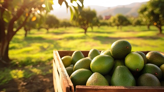 Peru Rises as a Leading Global Avocado Exporter