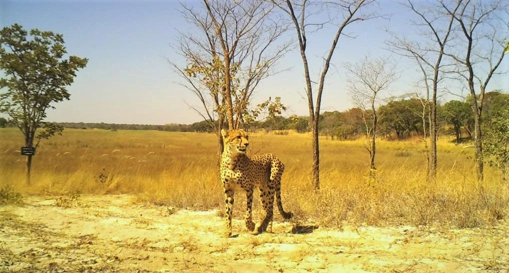Making Cuatir Africa's largest private safari park. (Photo Internet reproduction)
