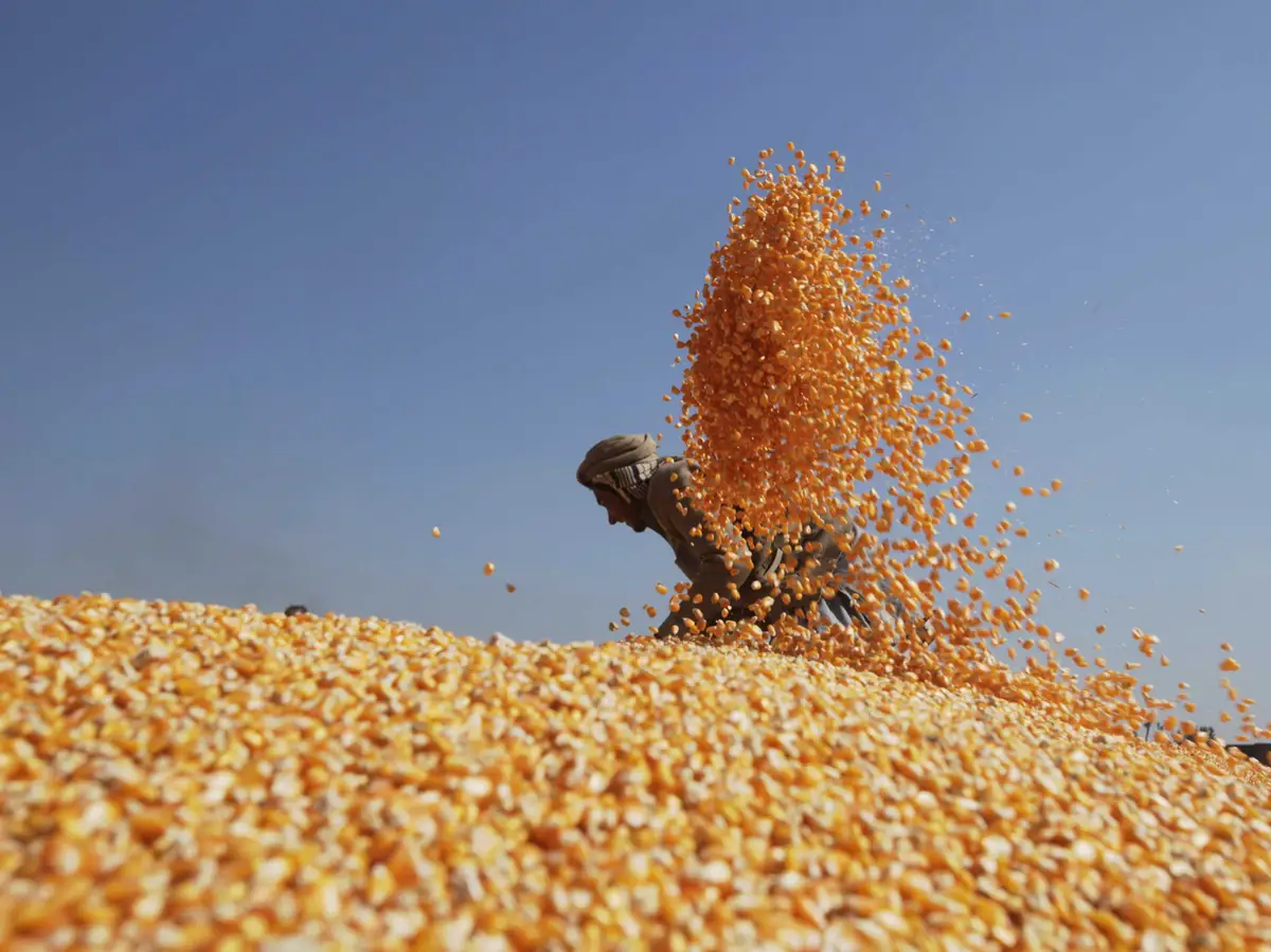 Conab Increases Brazil's Corn Export Projections for 2023/24. (Photo Internet reproduction)