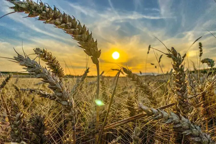 Wheat