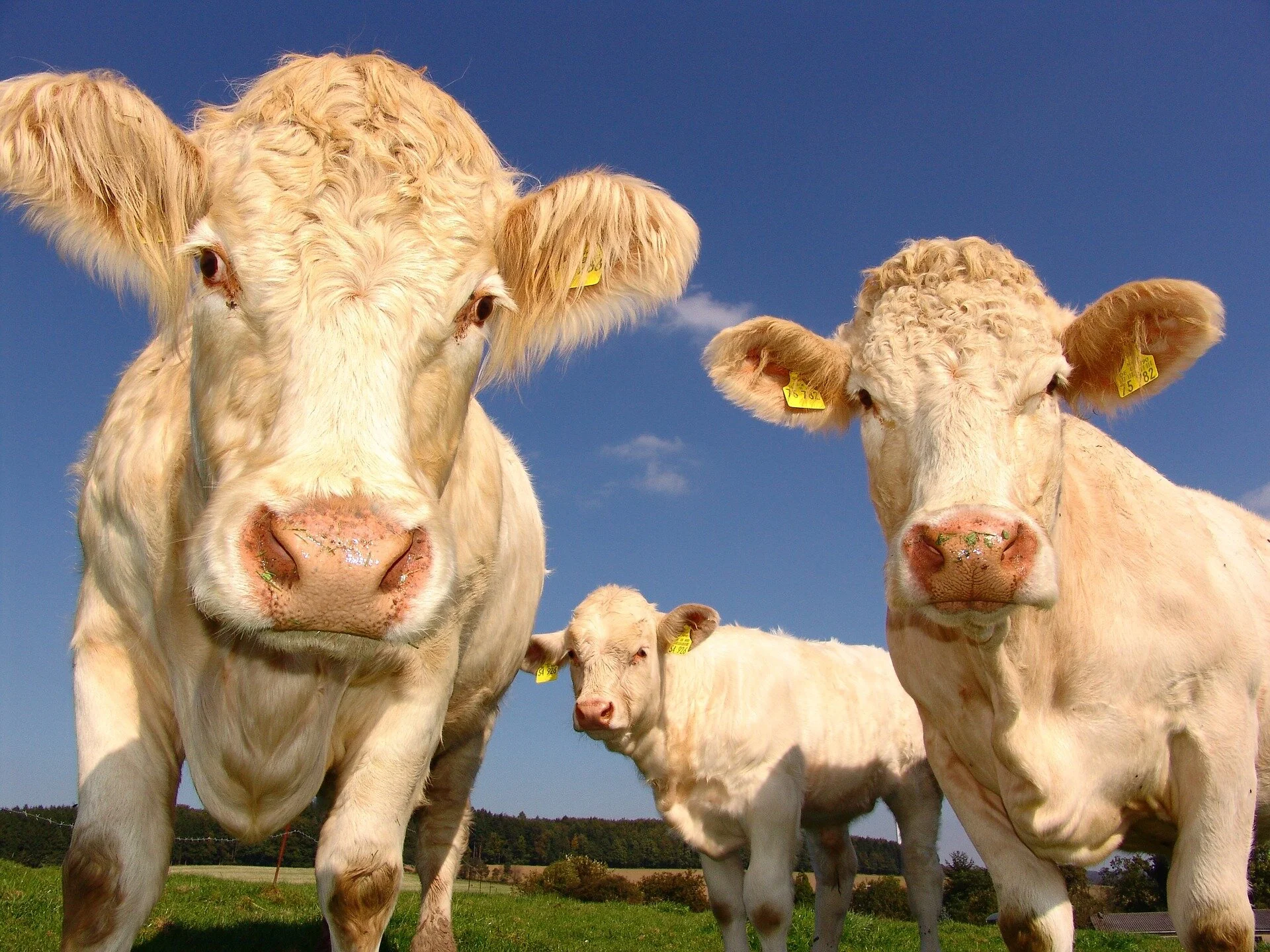  Paraguay Meat Sales Dip in Early 2024. (Photo Internet reproduction)