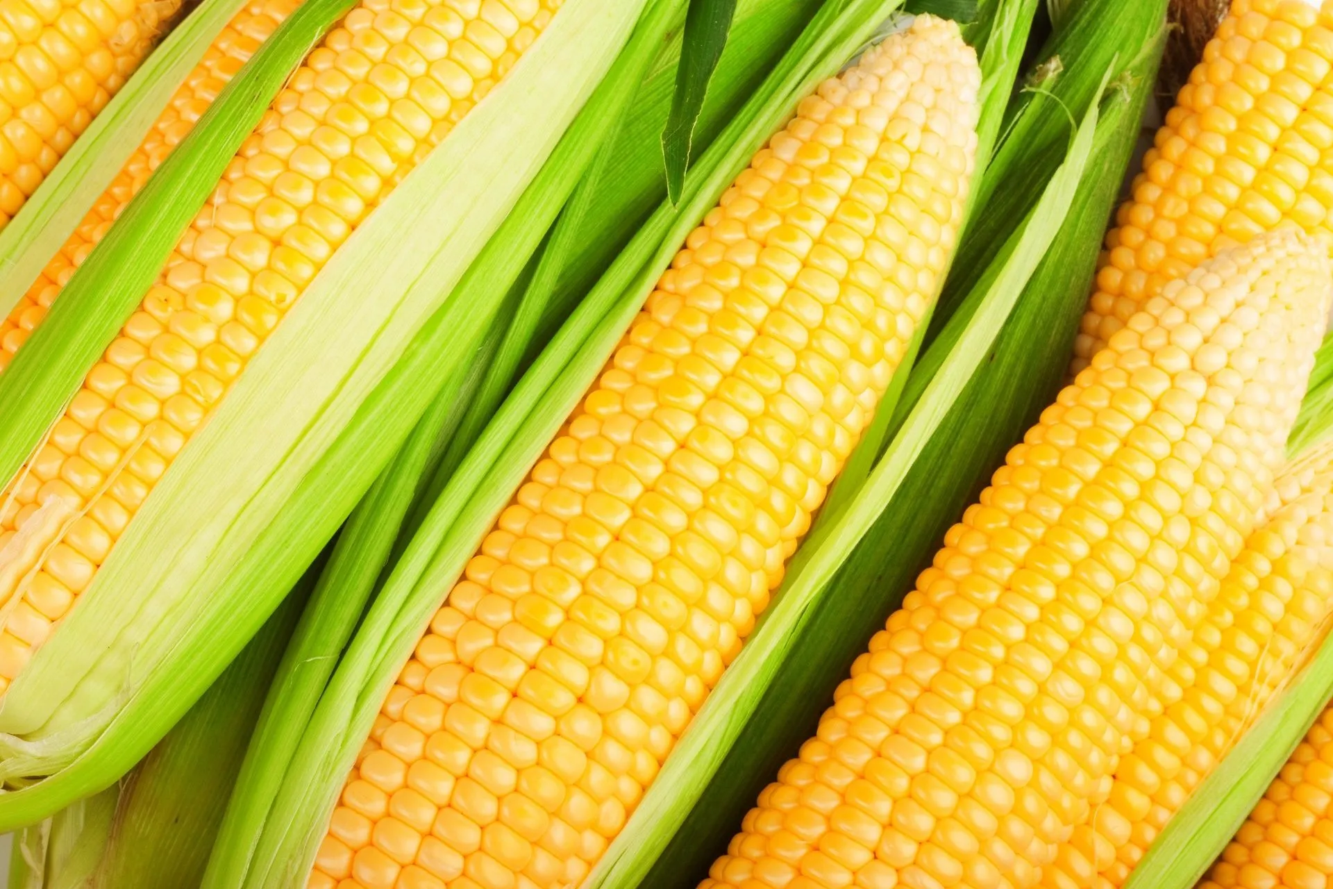 Corn Market Trends in Brazil. (Photo Internet reproduction)