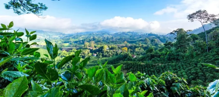 Biofuels Transforming South American Agriculture