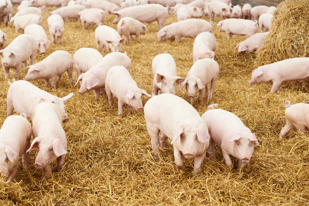 Paraguay's Pork Exports Jump in 2023. (Photo Internet reproduction)