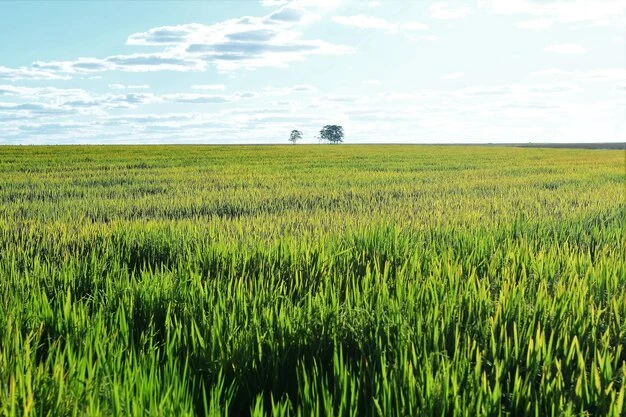 Brazilian Rice Prices Show Signs of Decrease After 40% Yearly Rise