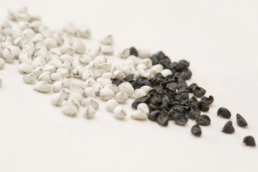 Argentina's Seed Tech Revamp for Global Competition. (Photo Internet reproduction)