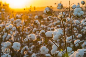 Boost in Argentina's Cotton Production