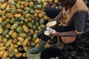 Record High Cocoa Prices Impact Global Chocolate Market